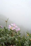 Geranium argenteum